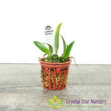 Bulbophyllum sutepense (TET2767)
