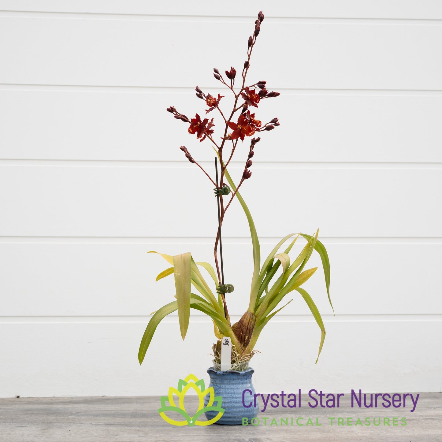 Burrageara Guann Shin Jaguar 'Lucky Star' (ONC-09)