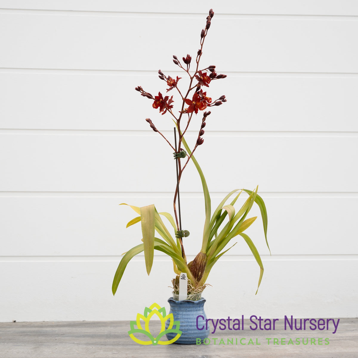Burrageara Guann Shin Jaguar &#39;Lucky Star&#39; (ONC-09)