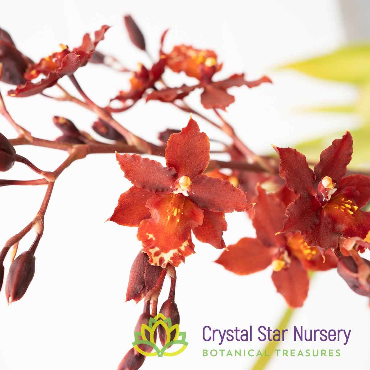 Burrageara Guann Shin Jaguar &#39;Lucky Star&#39; (ONC-09)