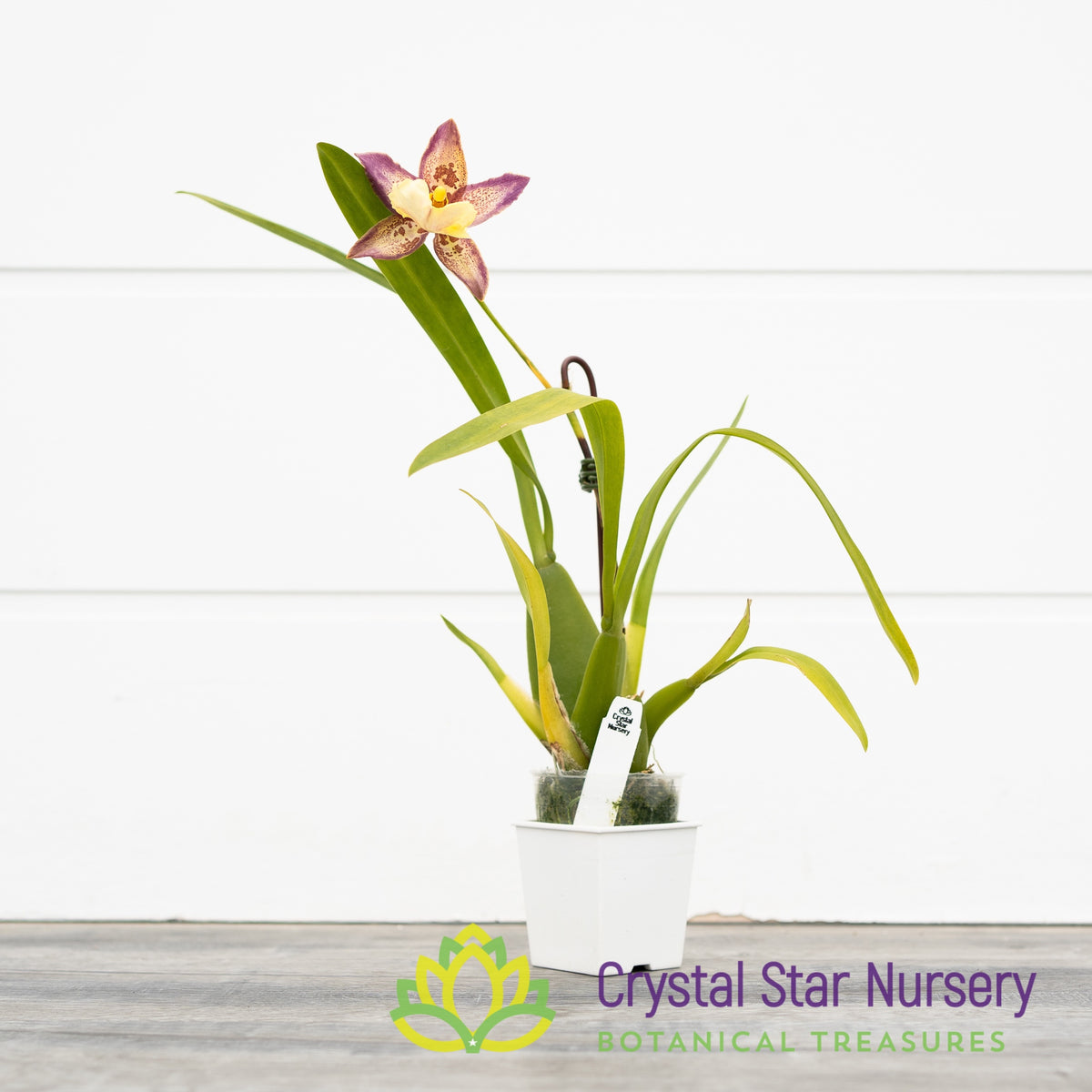 Burrageara Guann Shin Pink Lady (ONC-5)