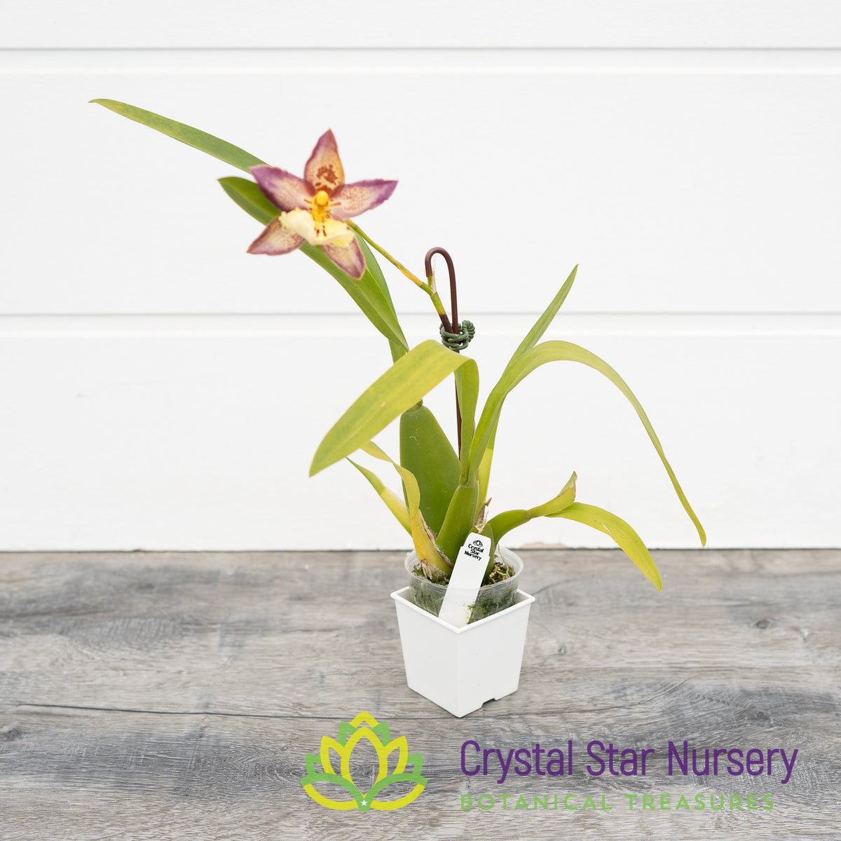Burrageara Guann Shin Pink Lady (ONC-5)