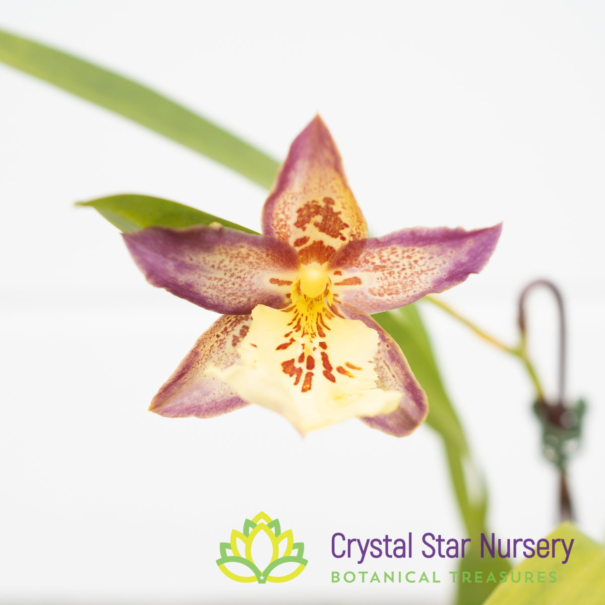 Burrageara Guann Shin Pink Lady (ONC-5)