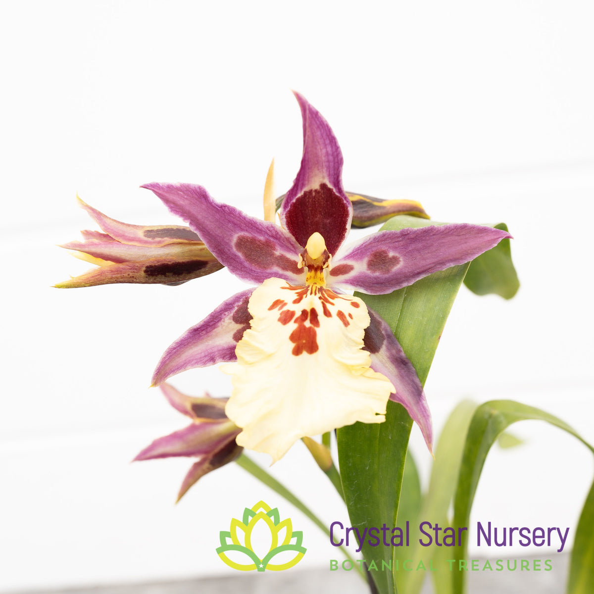 Burrageara Guann Shin Pink Lady (ONC-5)