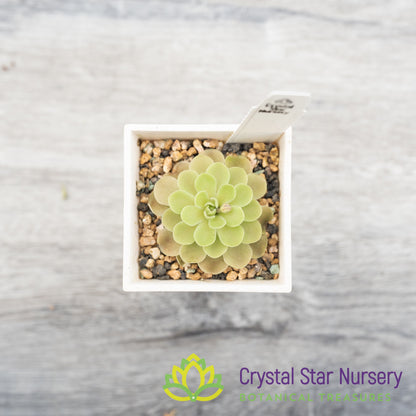 Pinguicula esseriana