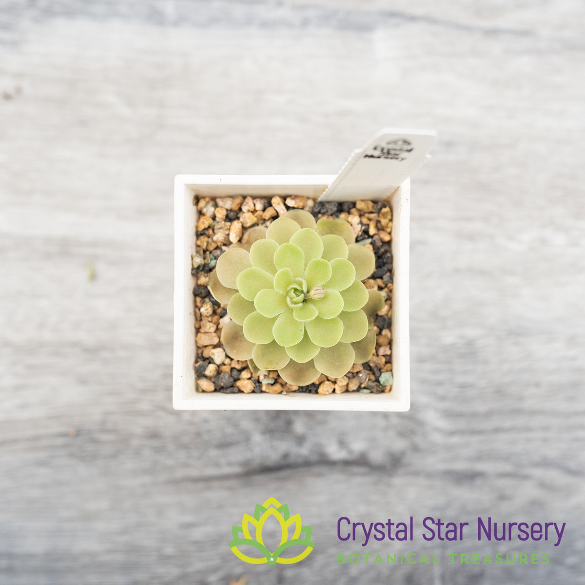 Pinguicula Esseriana