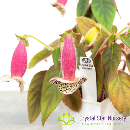 Kohleria warszewiczii