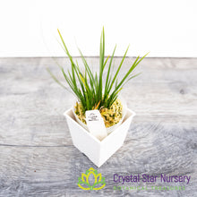 Acorus Calamus
