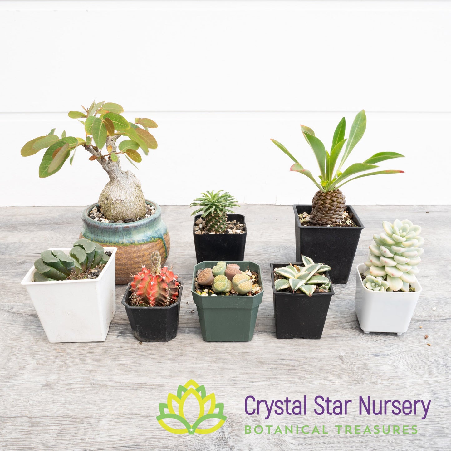 CSN Everyday Succulent Mix (BULK)