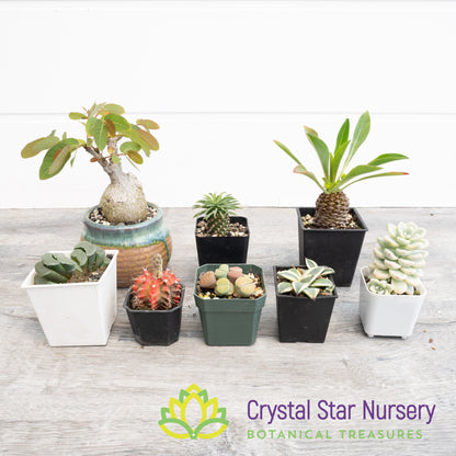 CSN Everyday Succulent Mix (BULK)