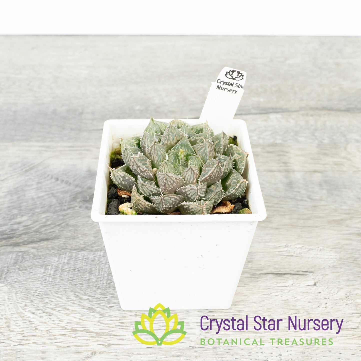 Haworthia Obtusa 'Red Rock' (LS148)