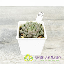 Haworthia Obtusa 'Red Rock' (LS148)