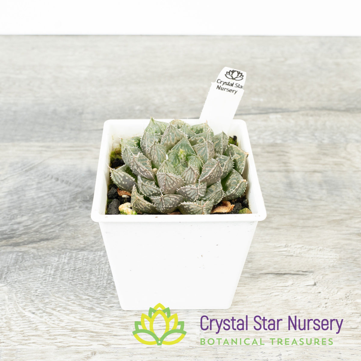 Haworthia Obtusa &#39;Red Rock&#39; (LS148)