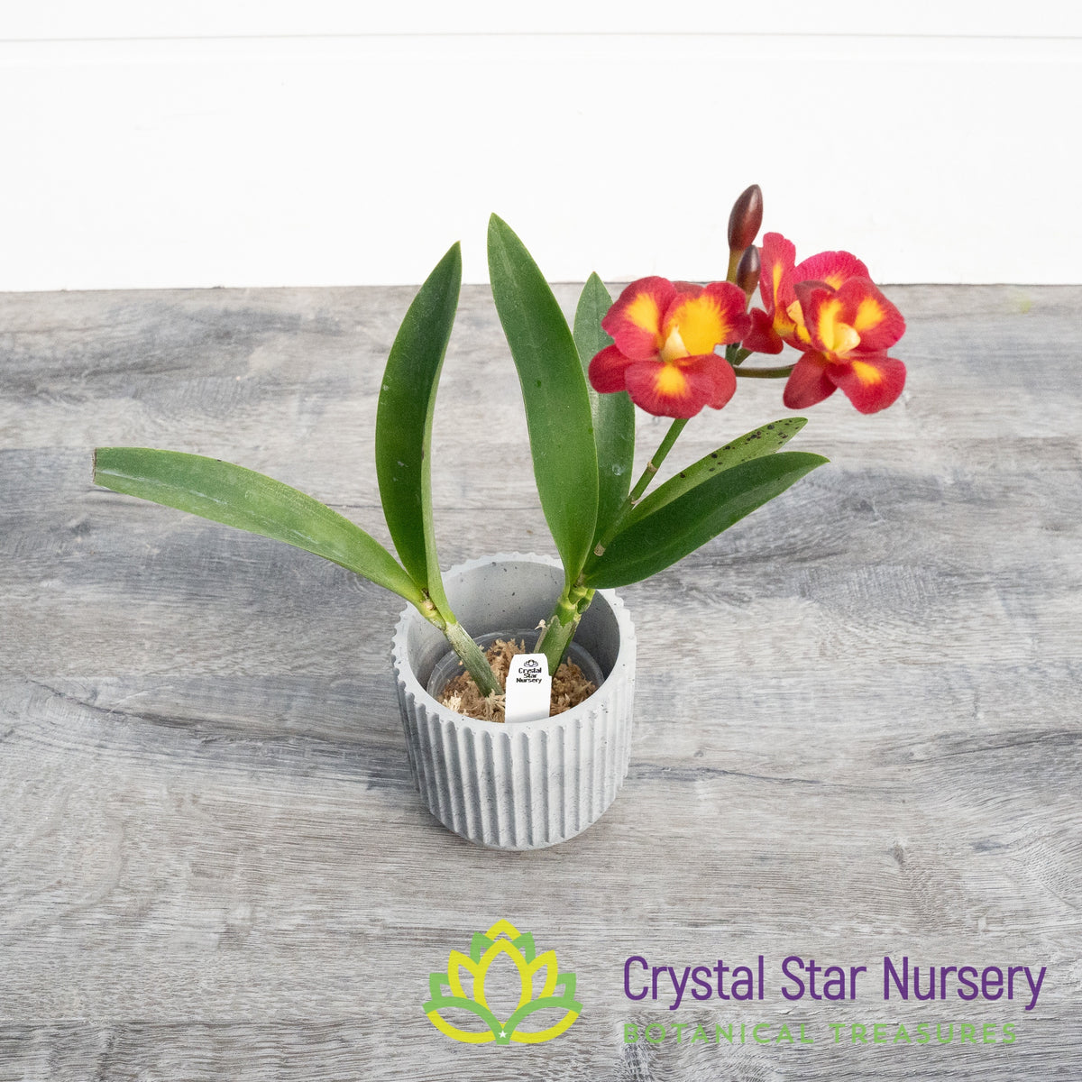 Guaricattonia Anzac Jewel &#39;Kitty&#39;