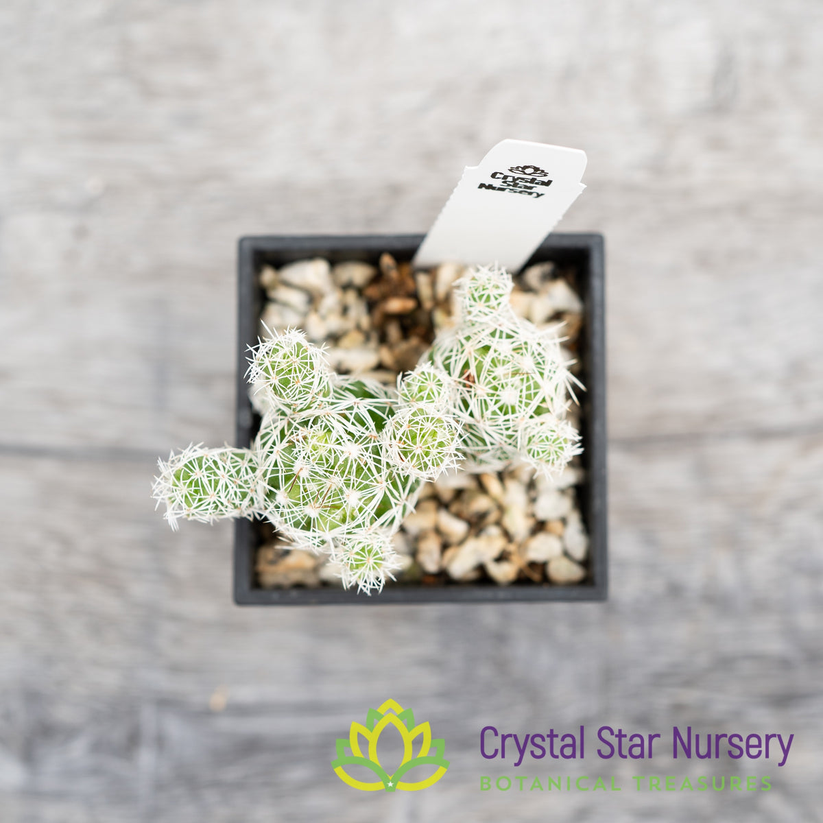Mammillaria Gracilis Fragilis Thimble Cactus