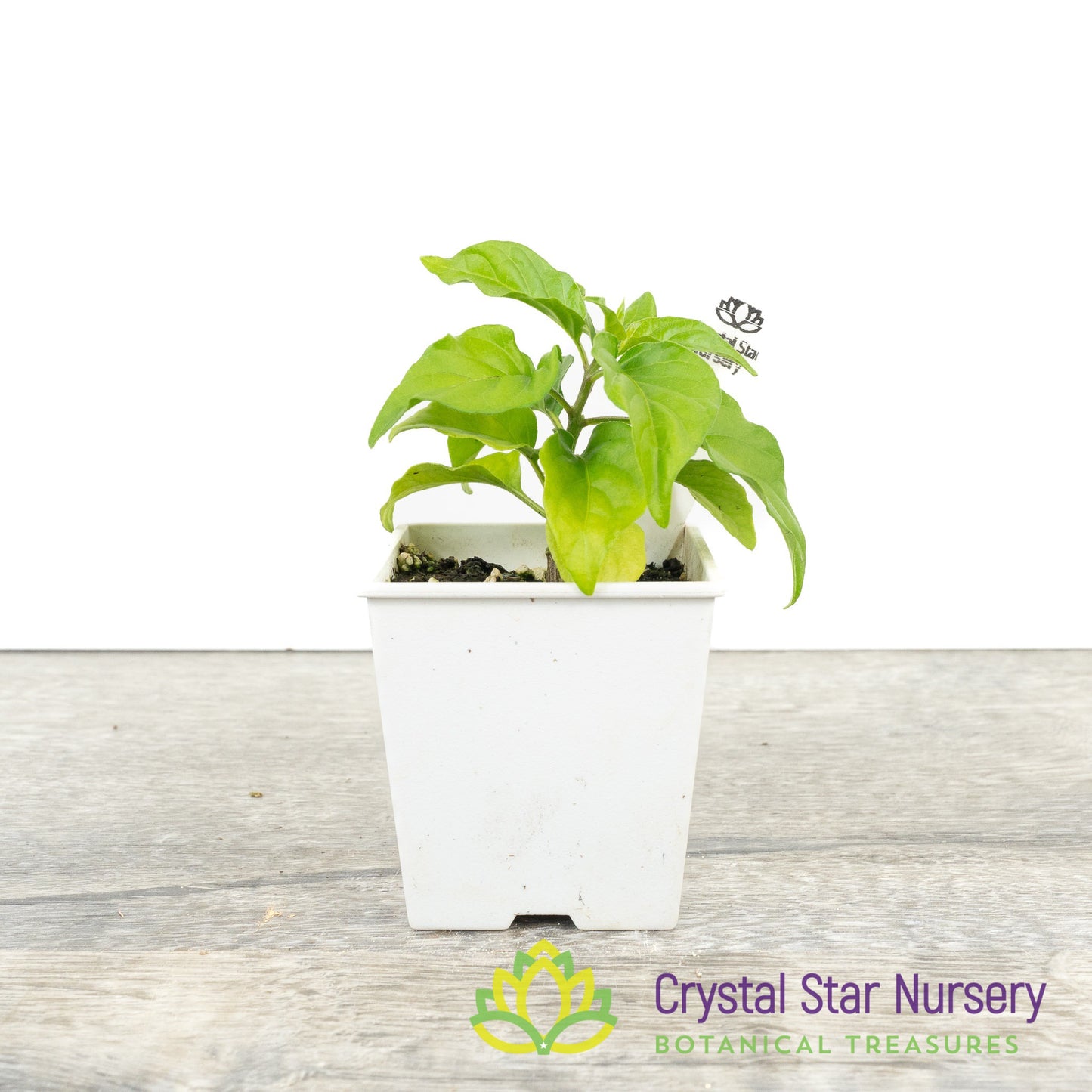 Capsicum chinense 'Chocolate Bhutlah'