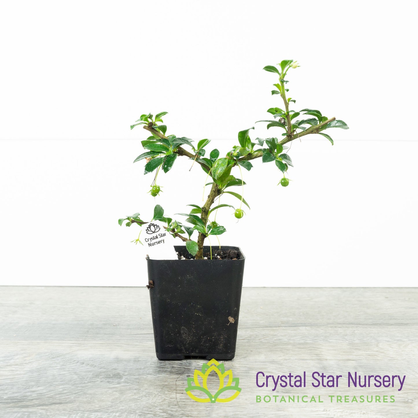 Carmona Retusa 'Fukien Tea' Pre-Bonsai