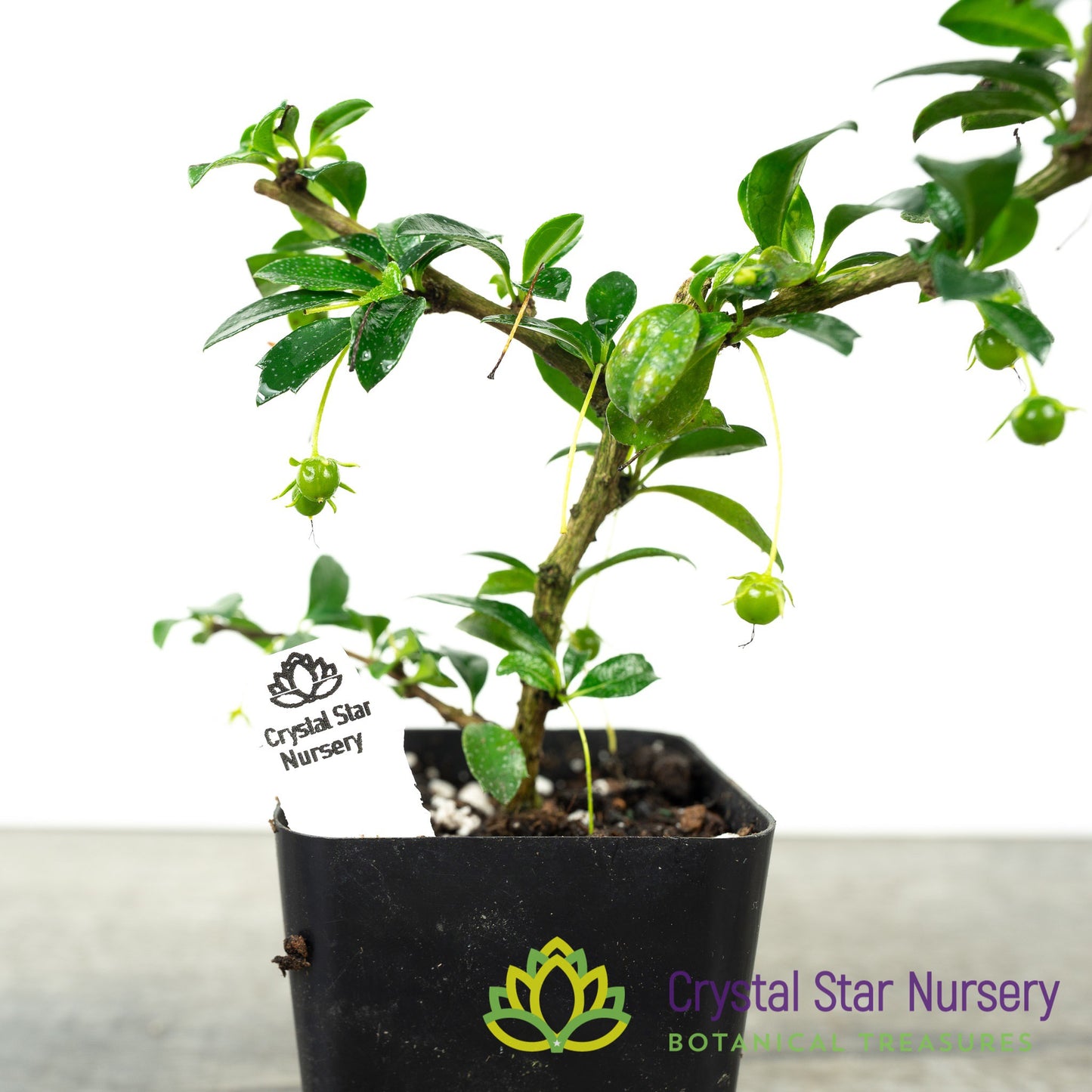 Carmona Retusa 'Fukien Tea' Pre-Bonsai