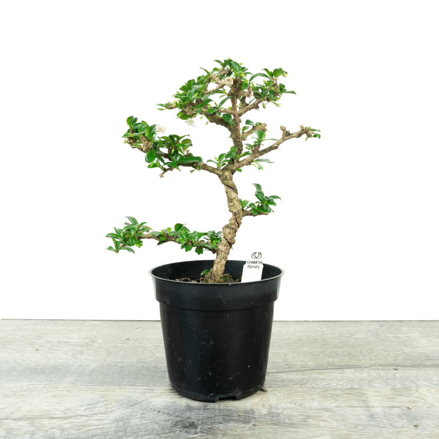 Carmona Retusa 'Fukien Tea' Pre-Bonsai