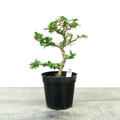 Carmona Retusa 'Fukien Tea' Pre-Bonsai