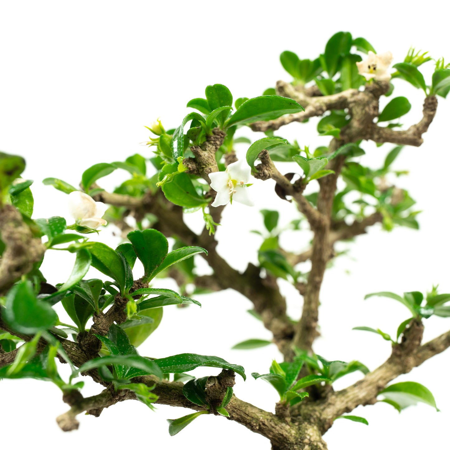 Carmona Retusa 'Fukien Tea' Pre-Bonsai