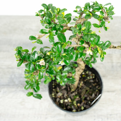 Carmona Retusa 'Fukien Tea' Pre-Bonsai