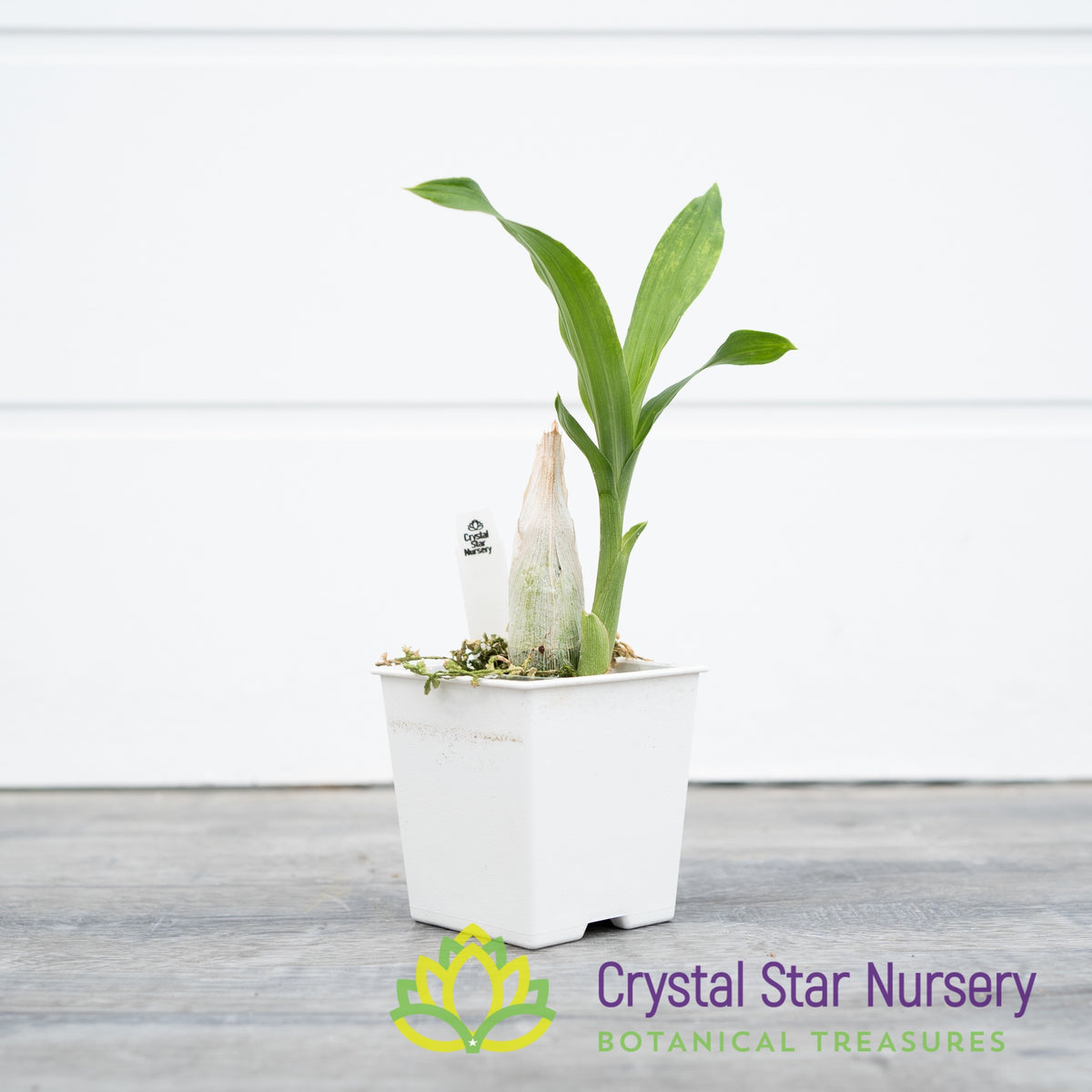 Catasetum Pileatum