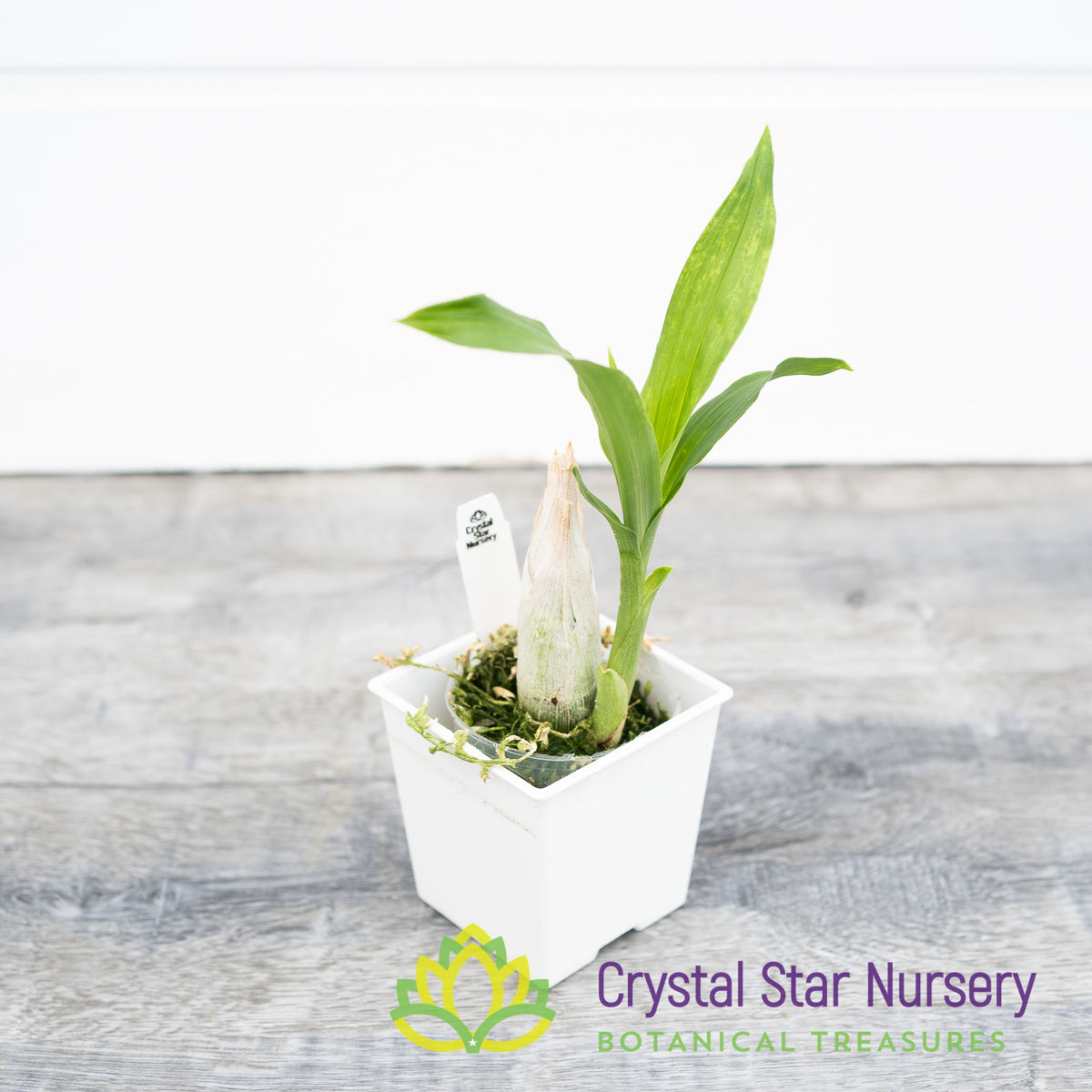 Catasetum Pileatum