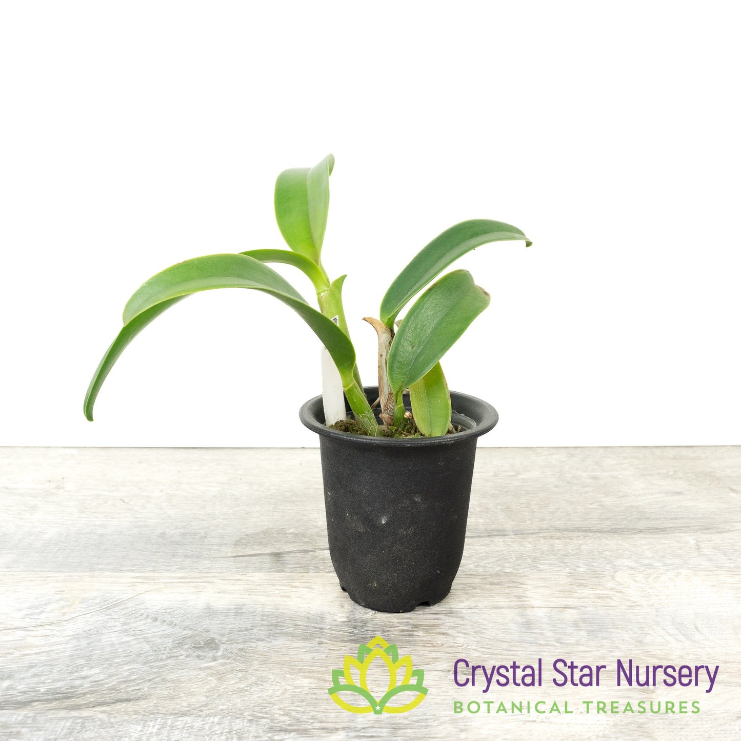 Rhyncholaeliocattleya Kyle 'Heart of Gold' HCC/AOS