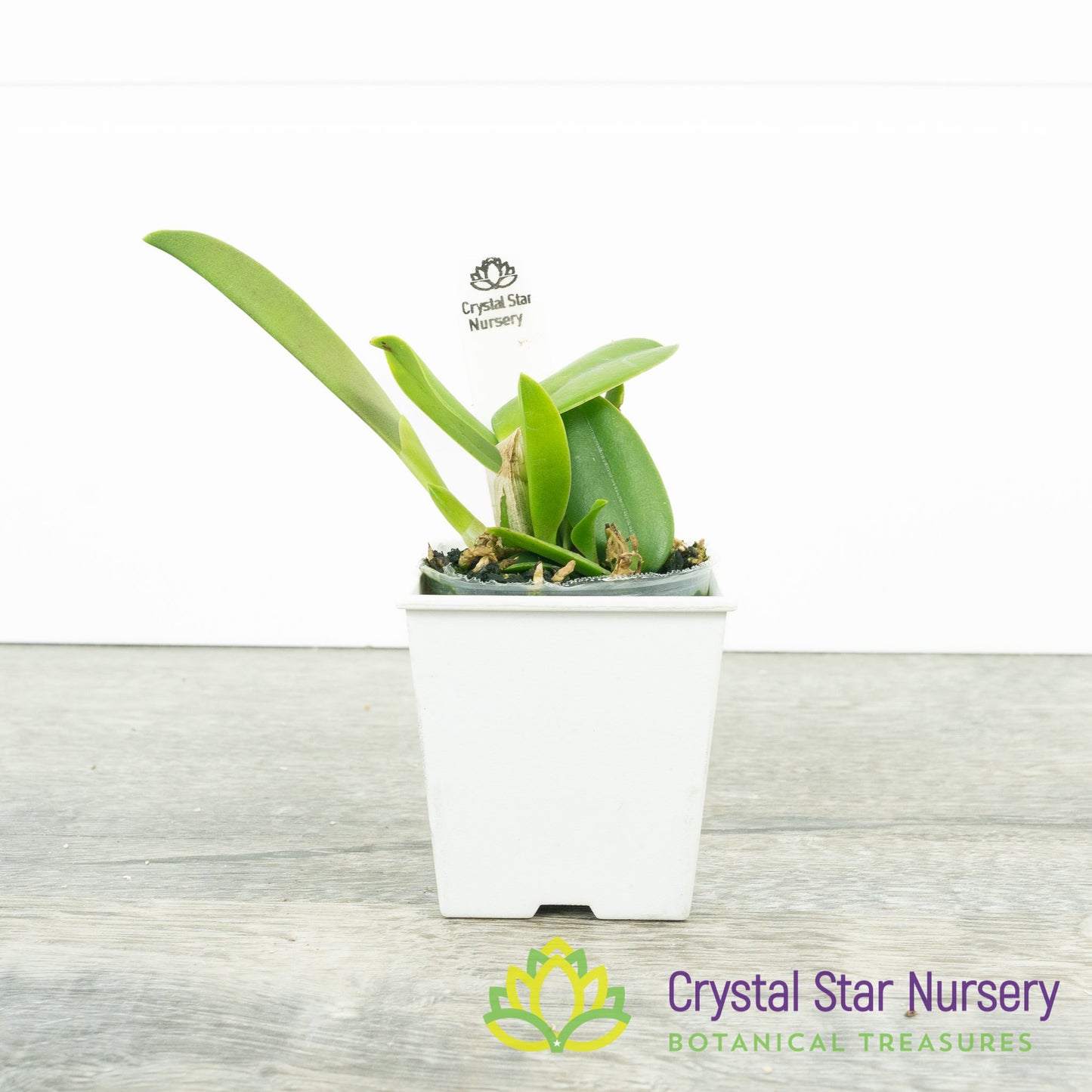 Cattleya Alaorii x sib (C2359)