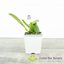 Cattleya Alaorii x sib (C2359)