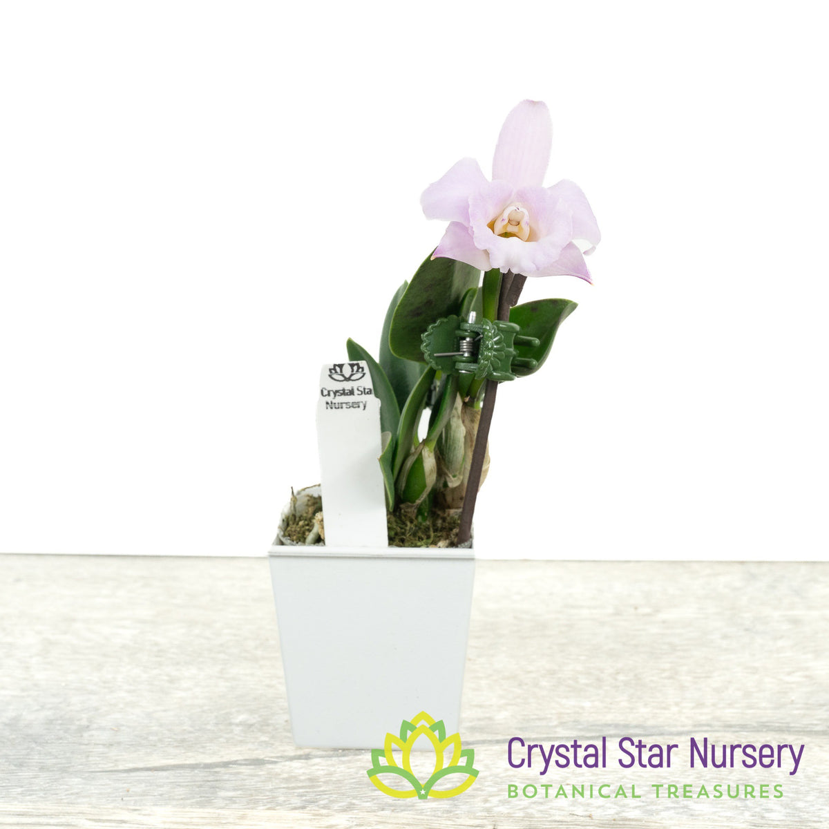 Cattleya Alaorii x sib (C2359)