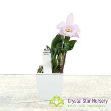 Cattleya Alaorii x sib (C2359)