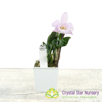 Cattleya Alaorii x sib (C2359)