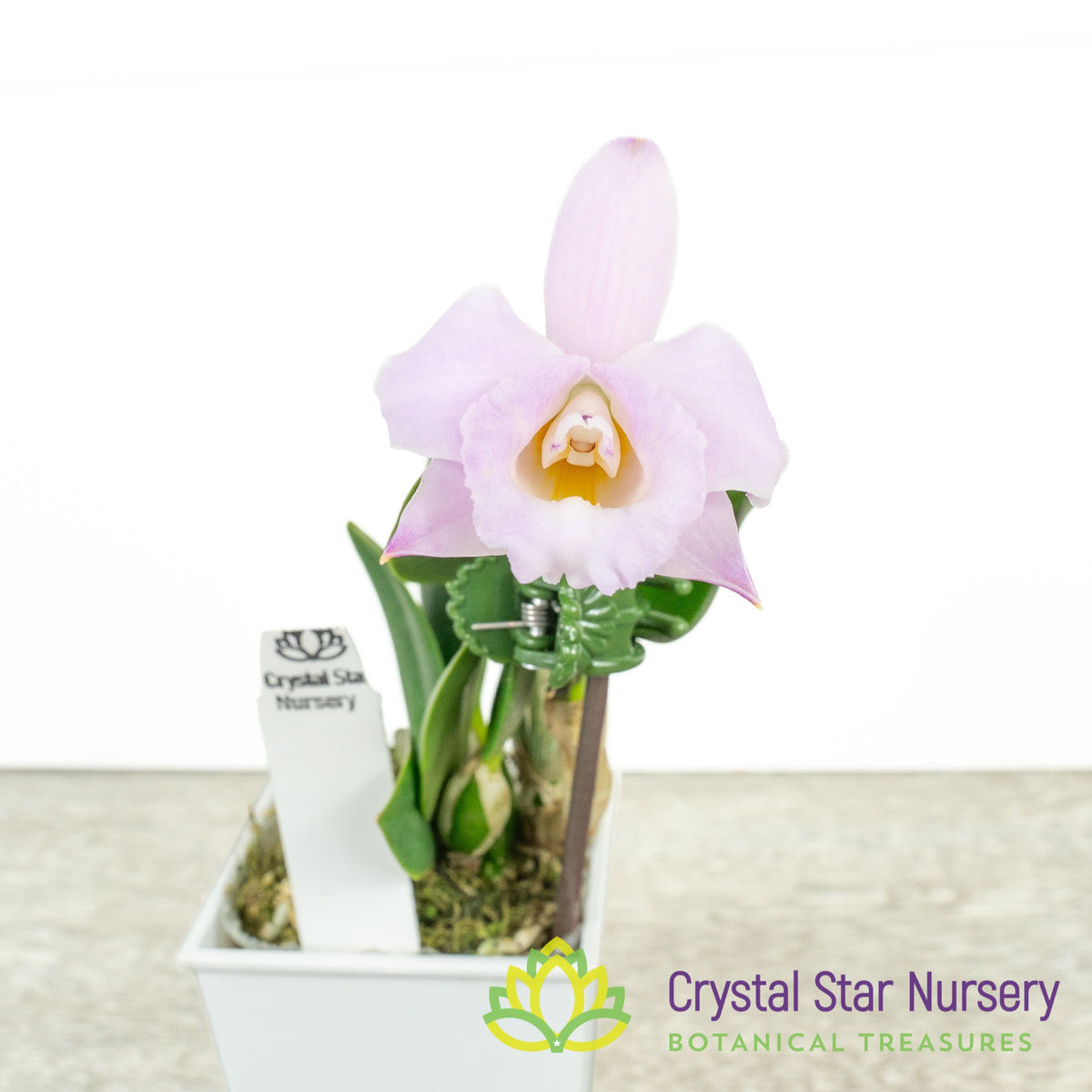 Cattleya Alaorii x sib (C2359)