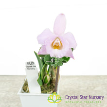 Cattleya Alaorii x sib (C2359)