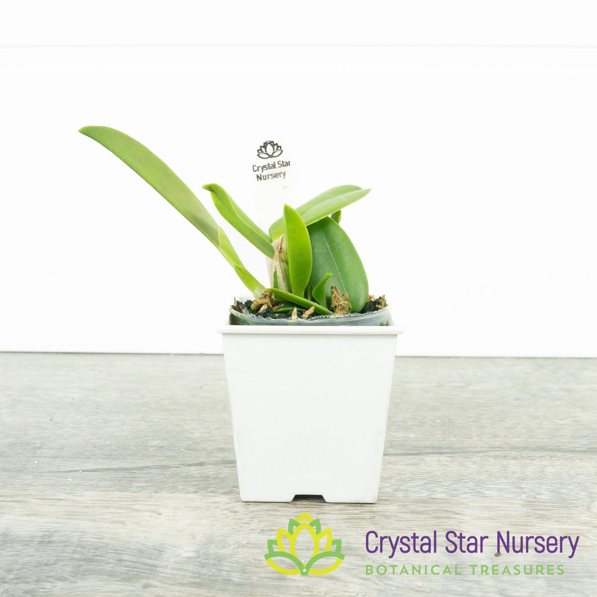 Cattleya Alaorii x sib (C2359)