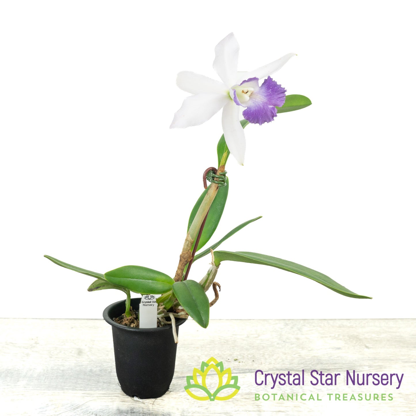 Cattleya Alisun Blue Star x sib