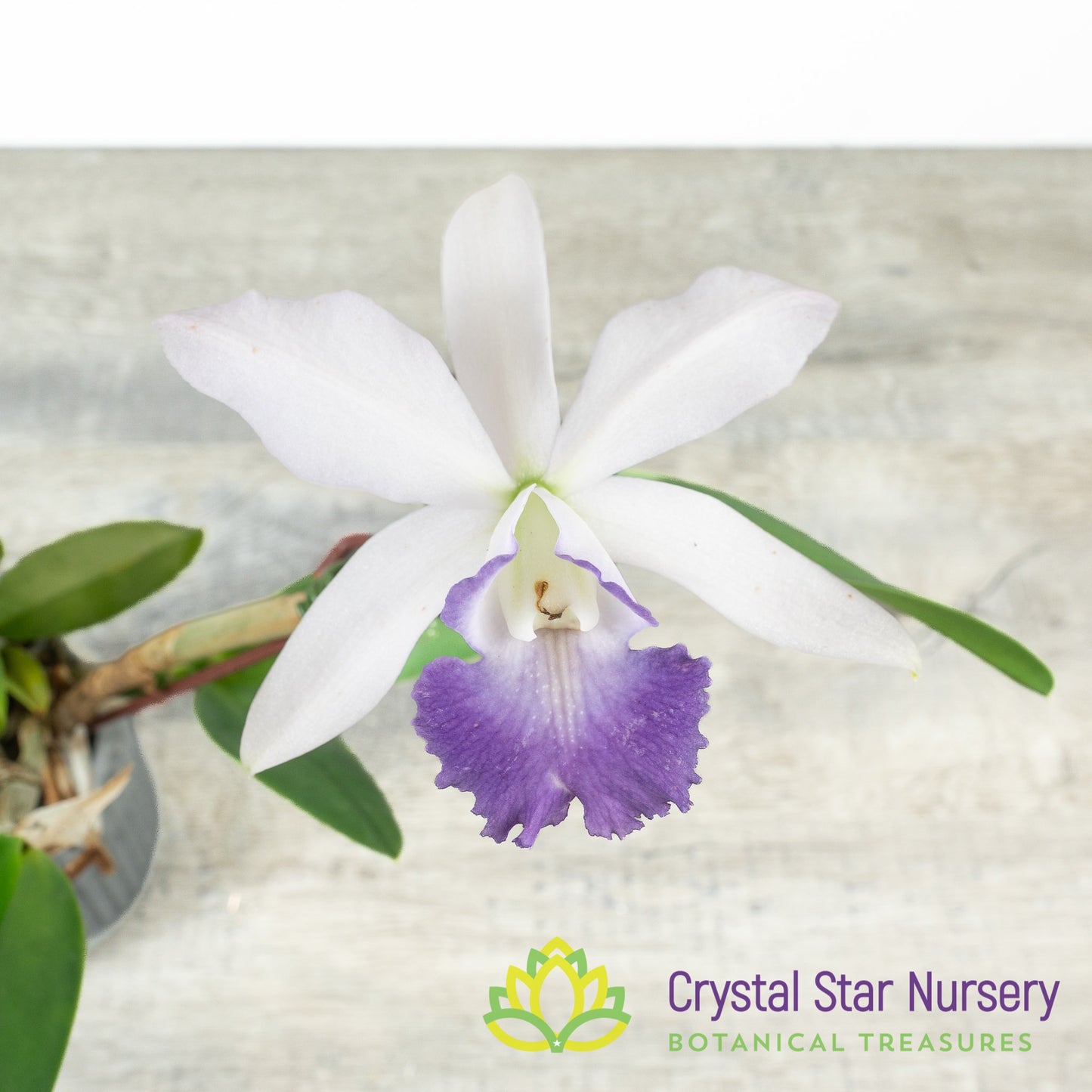 Cattleya Alisun Blue Star x sib