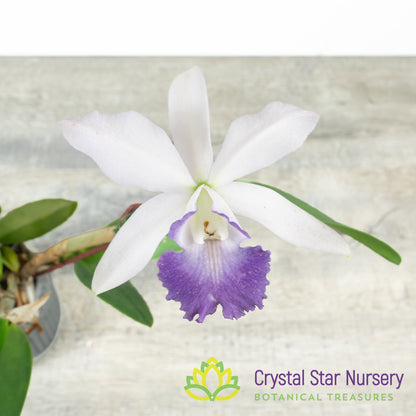 Cattleya Alisun Blue Star x sib
