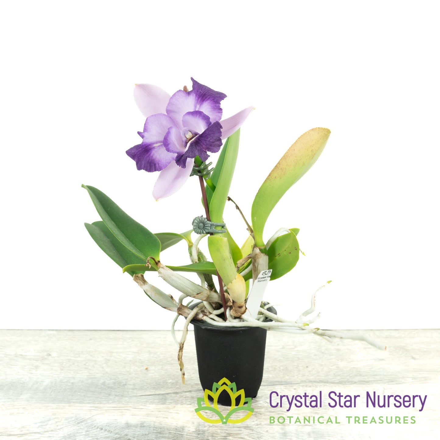 Cattleya Alisun Blue Star x sib