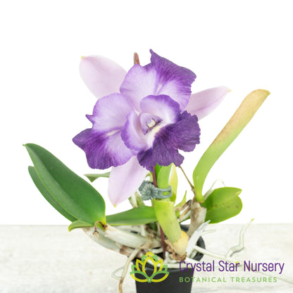 Cattleya Alisun Blue Star x sib