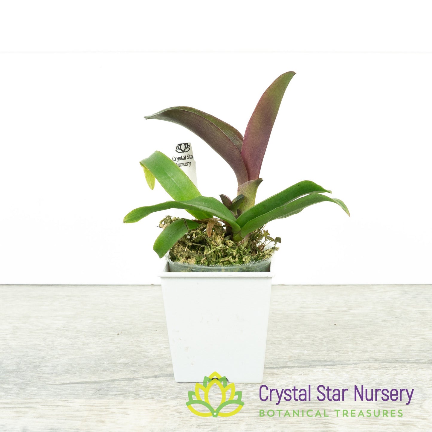 Cattleya Amorn Beauty x Cattlianthe Sagarik Wax (SCB 860)