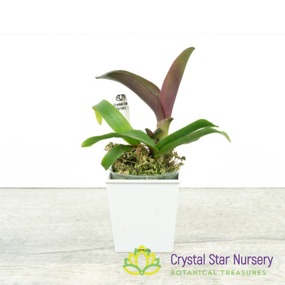 Cattleya Amorn Beauty x Cattlianthe Sagarik Wax (SCB 860)