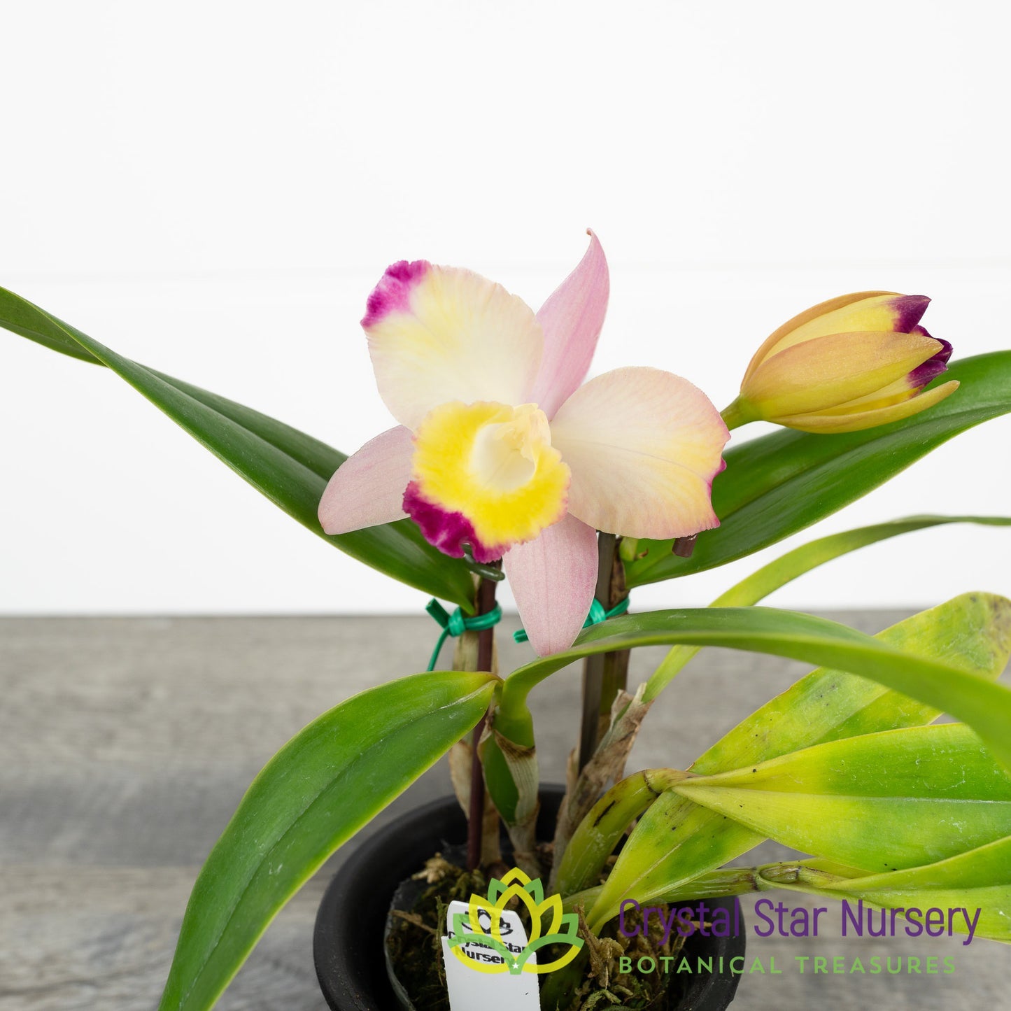 Cattleya Cherry Bee 'Happy Field' (61080/CTA-526)