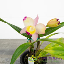 Cattleya Cherry Bee 'Happy Field' (61080/CTA-526)