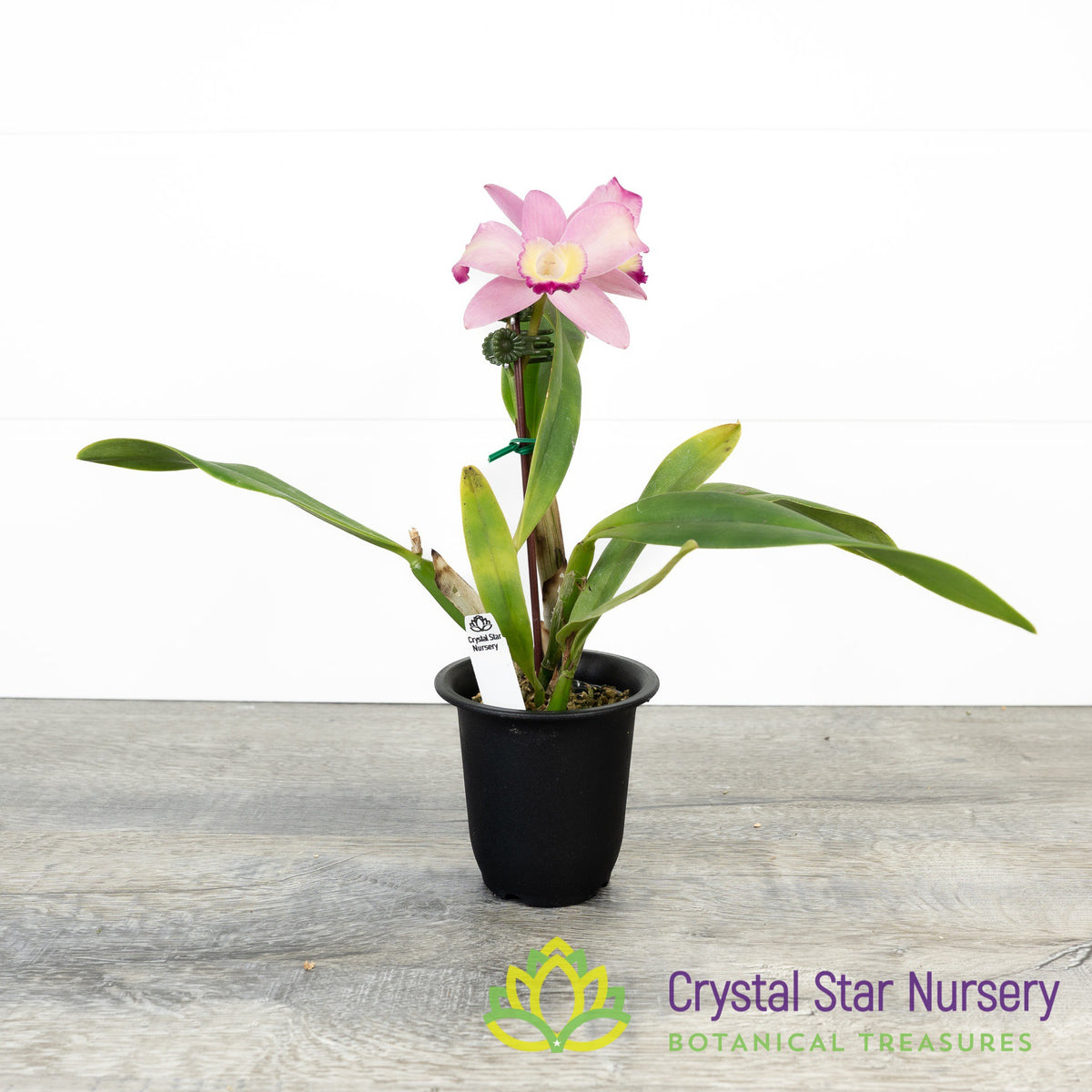Cattleya Cherry Bee &#39;Happy Field&#39; (61080/CTA-526)