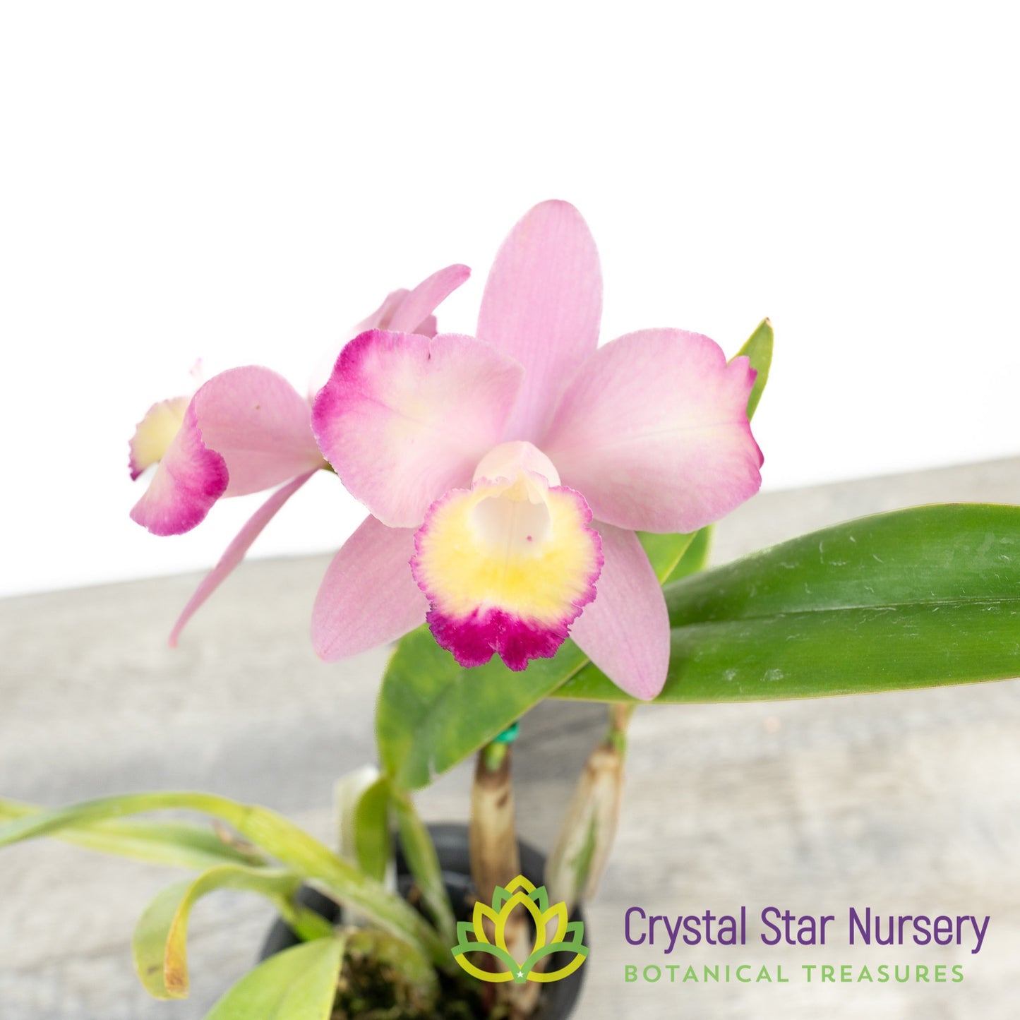 Cattleya Cherry Bee 'Happy Field' (61080/CTA-526)