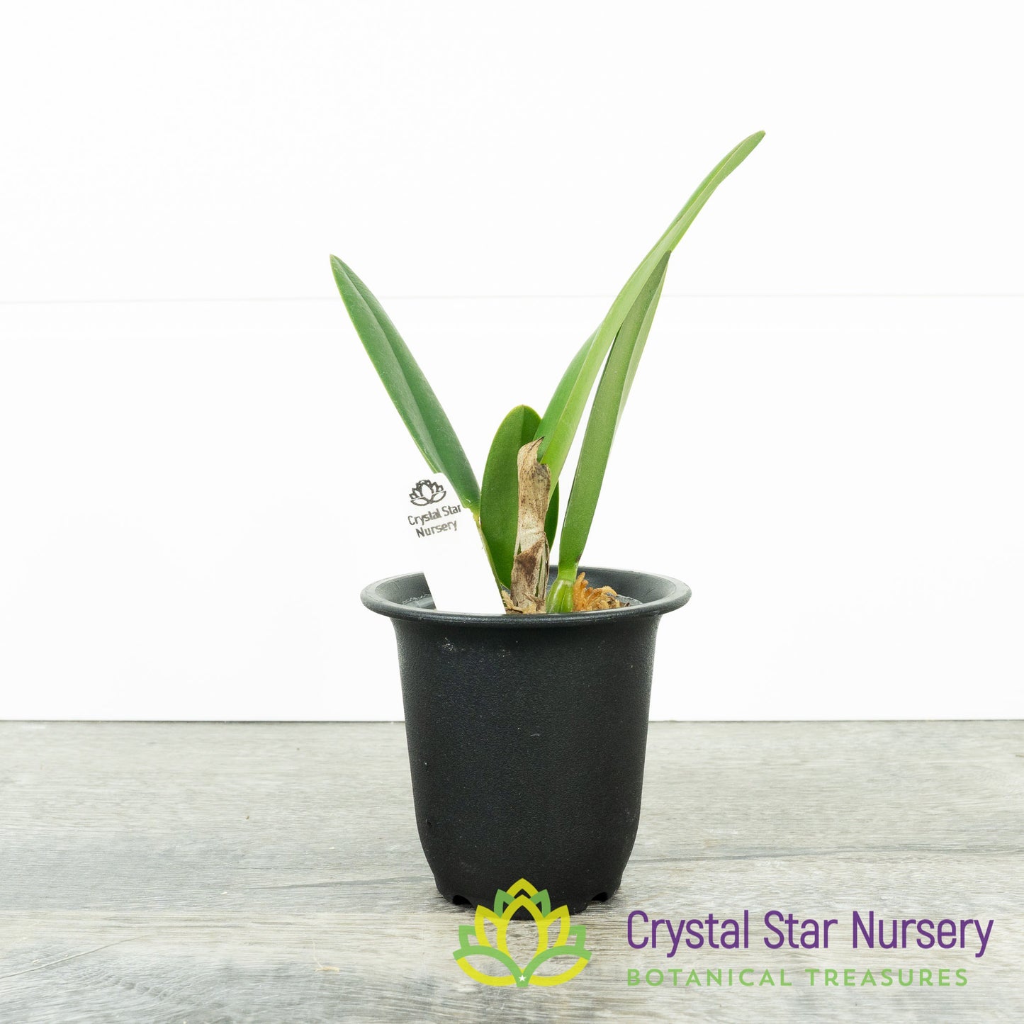 Cattleya Chian-Tzy Guiding 'Chian-Tzy Red Top' (CTA-568)