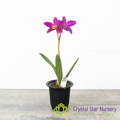 Cattleya Chian-Tzy Guiding 'Chian-Tzy Red Top' (CTA-568)